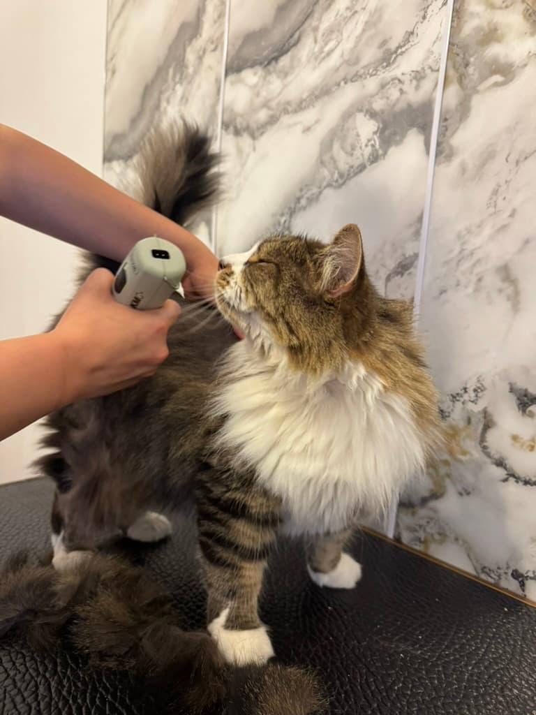 Long-haired cat being gently groomed at No More Mats