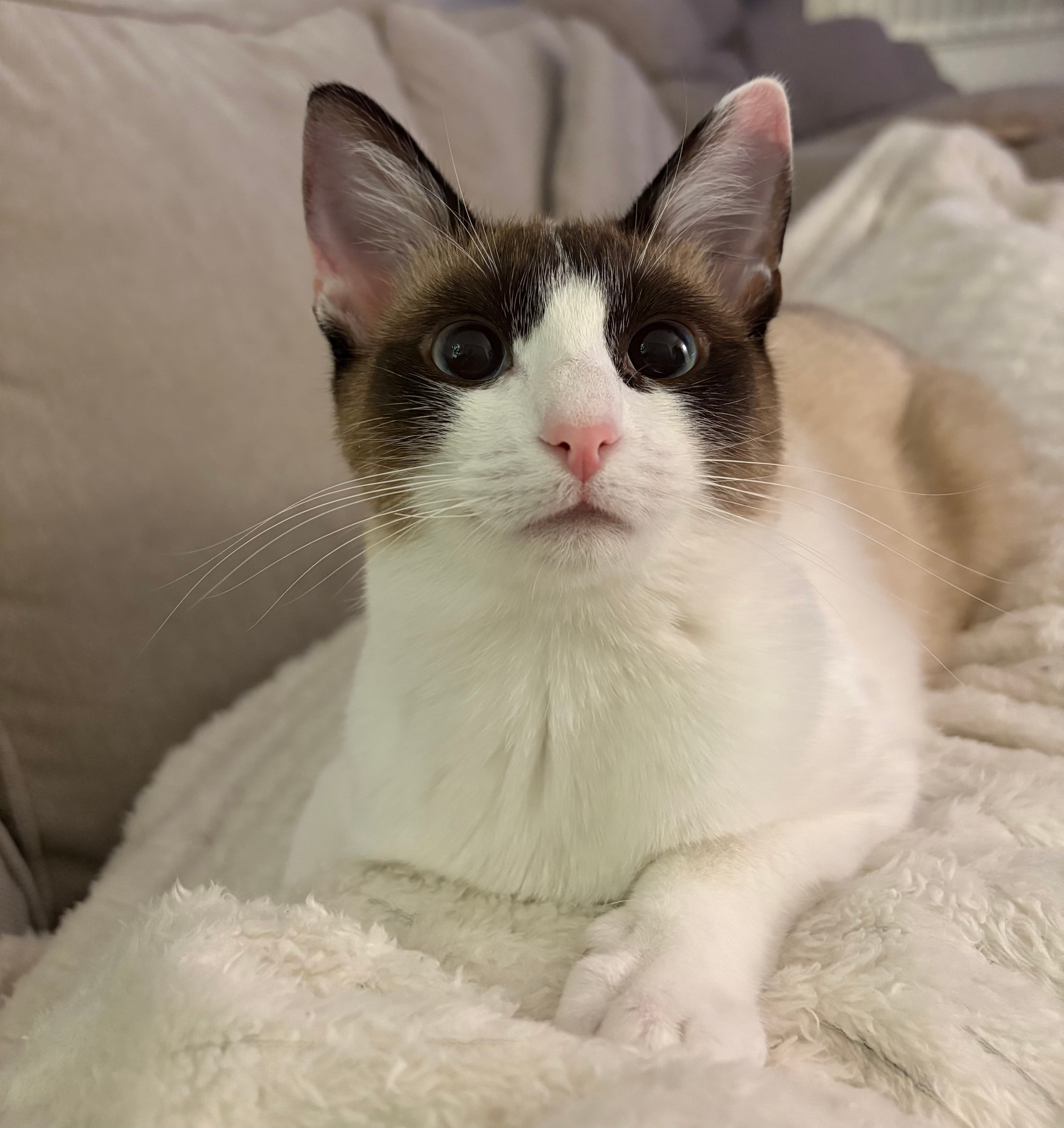 Relaxed cat looking towards the camera