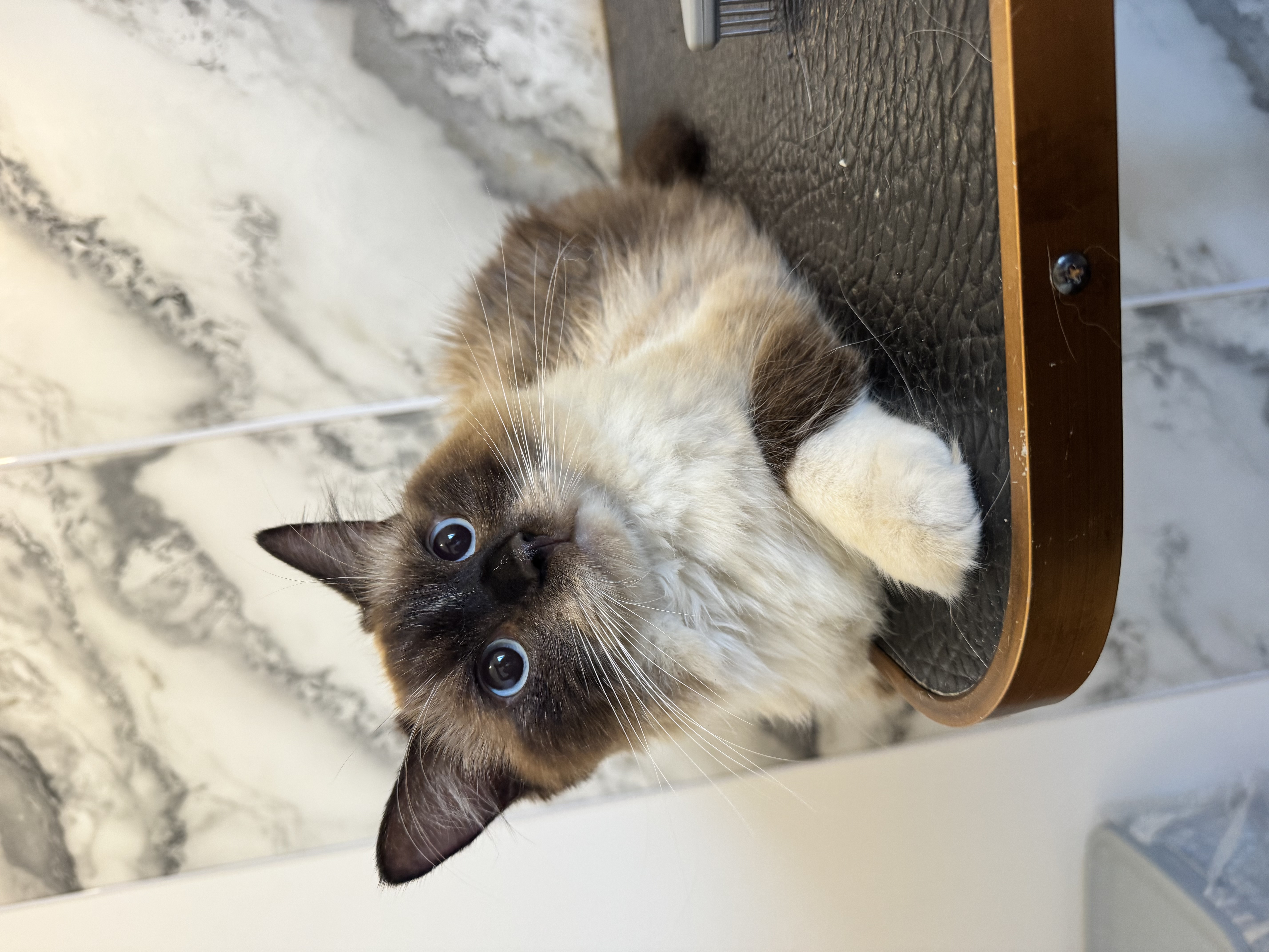 Theo before their groom