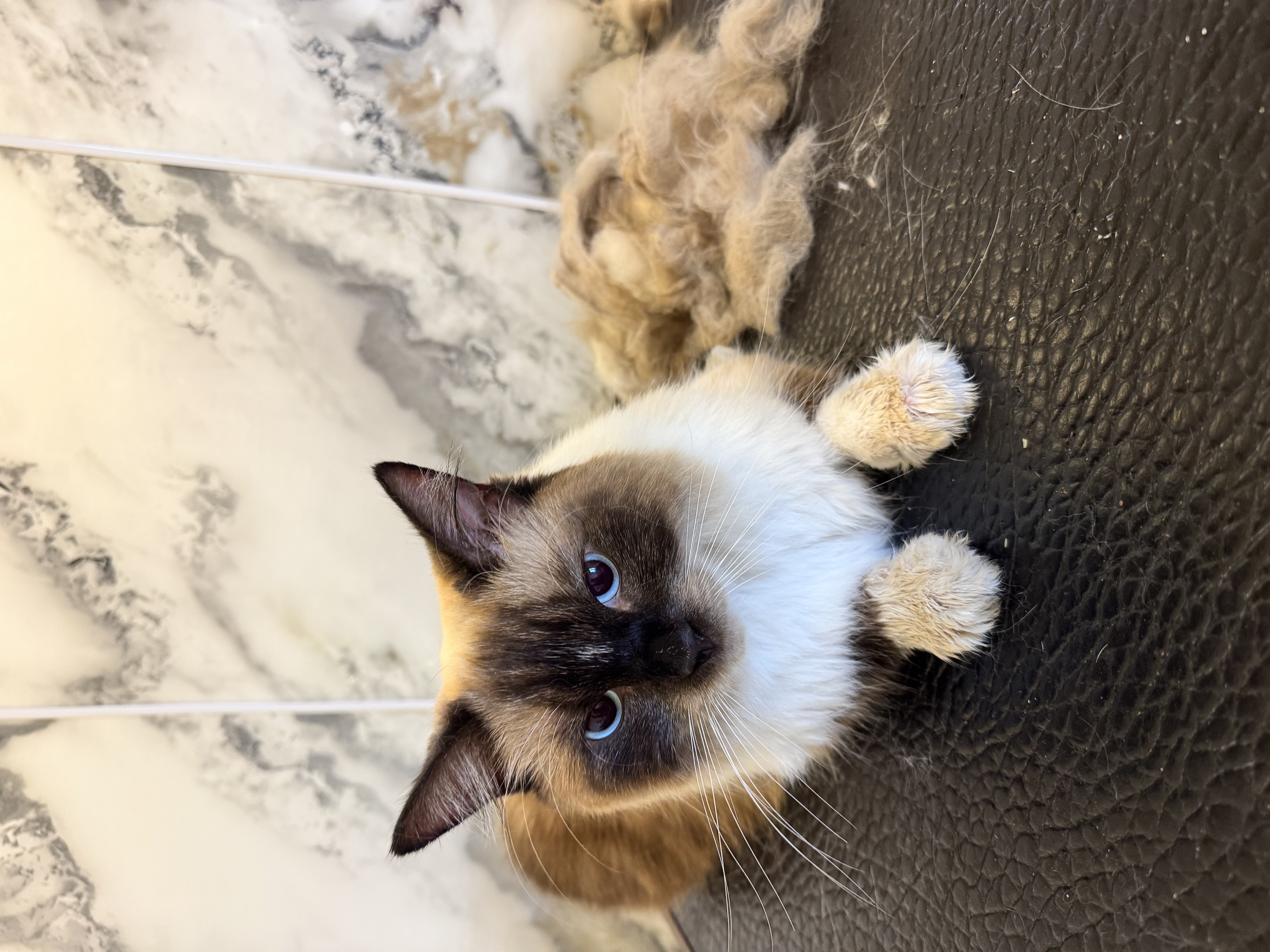 Theo after their groom